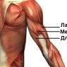 Трицепс (трехглавая мышца плеча)