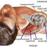 Какие мышцы относятся к плечевому поясу