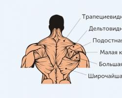 Базовые упражнения на плечи